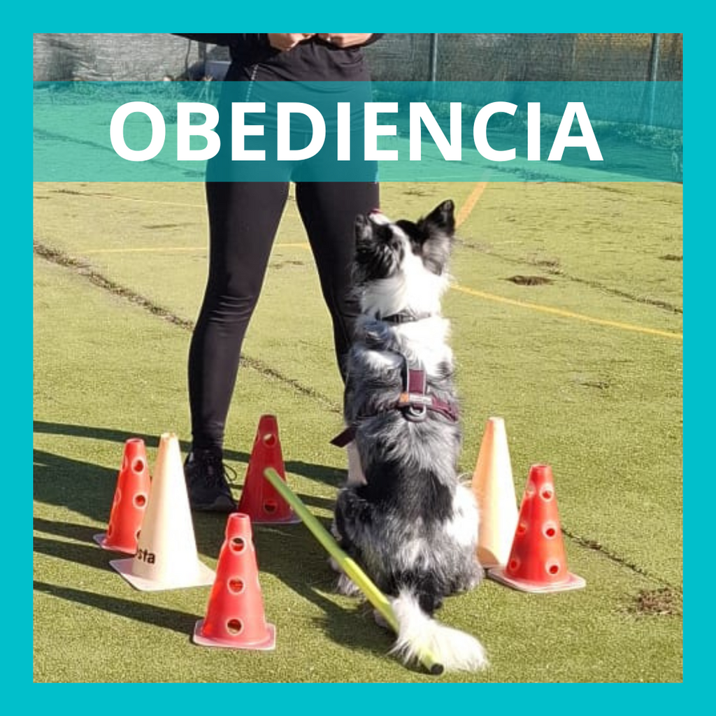OBEDIENCIA