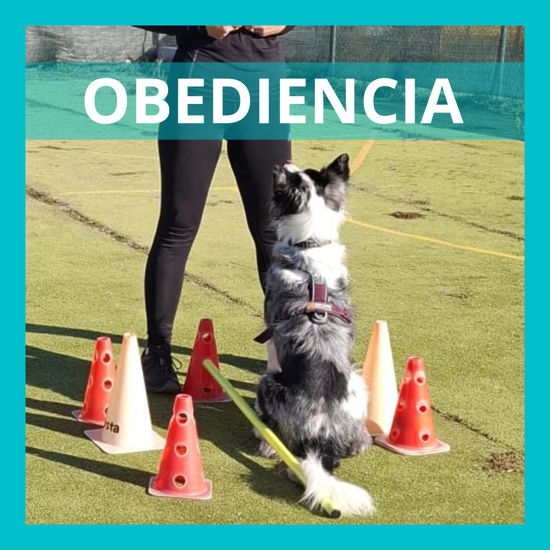 OBEDIENCIA